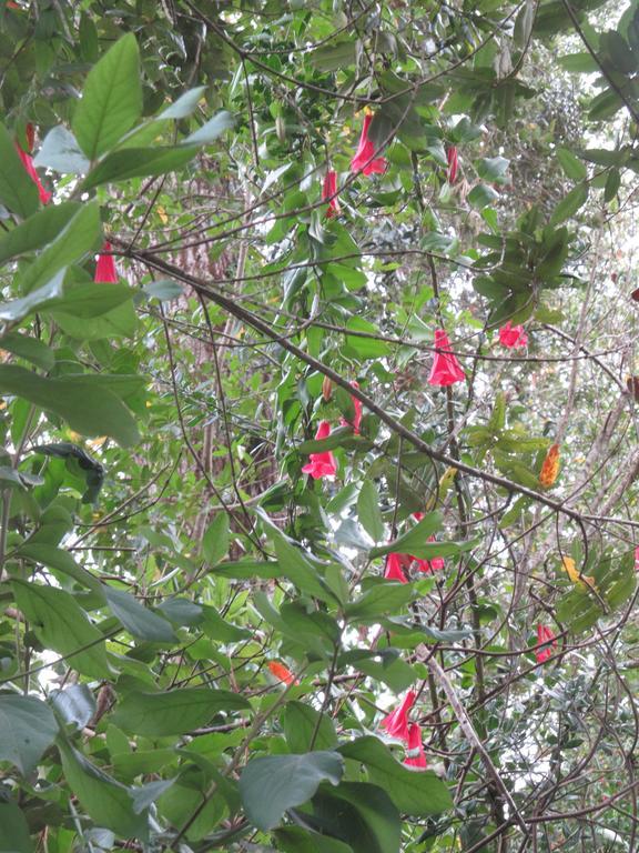 Los Lingues Lodge Puerto Octay Buitenkant foto